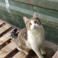 BRYAN, chat à adopter