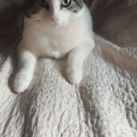 MILOW, chat à adopter
