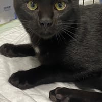 BLISS, chatte à adopter