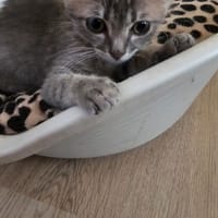 ELVIS, chat à adopter