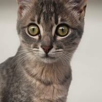 PIPA, chatte à adopter