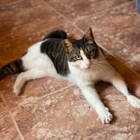 DAISY, chatte à adopter