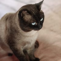 HERCO, chat à adopter