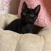 SUSI, chatte à adopter