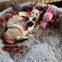 FREYA, chatte à adopter