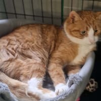 Laluś, kot do adopcji