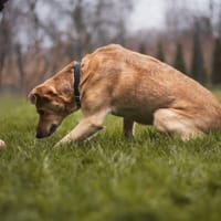 Marusia, suczka do adopcji