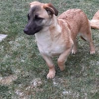 🌸 Violet  kleines Mädchen, Hündin zur Adoption