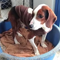 PETER PAN - lieber, sozialer Rüde......, Hund zur Adoption