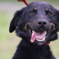 Canja - munter u. kinderlieb, Hündin zur Adoption