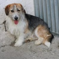 Tusko - zutraulich u. sehr lieb, Hund zur Adoption