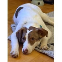 Betty - wartet in 91077 Neunkirchen, Hündin zur Adoption