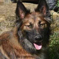 PAPLO, Hund zur Adoption