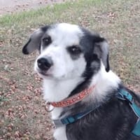 Jule hat ihr Zuhause verloren, Hündin zur Adoption