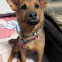 Kleine Saba möchte dein Herz erobern, Hündin zur Adoption