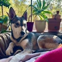 Lieber, junger Husky Mix Rüde, Hund zur Adoption