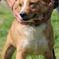 Abuelo - kinderlieber Jungrüde, Hund zur Adoption