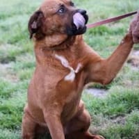 Bruno - kinderlieber Familienhund, Hund zur Adoption