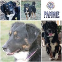 PAMMIE  * aktive Alltagbegleitung in spe, Hündin zur Adoption