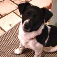 Süße Sharie sucht ihr Heimatkörbchen, Hündin zur Adoption