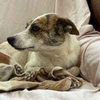 tapfere Riley such ihr Glück, Hündin zur Adoption