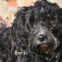 BORZI, Hund zur Adoption