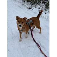 Julia - wartet in 76857 Albersweiler, Hündin zur Adoption