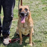 Notfallhund RUBY sucht ♥  ‼🆘‼, Hündin zur Adoption