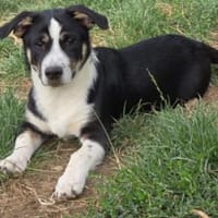 herzensbrecher Elliot sucht sein Zuhause, Hund zur Adoption