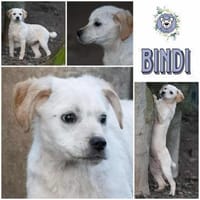 BINDI * zartes Mädchen, Hündin zur Adoption
