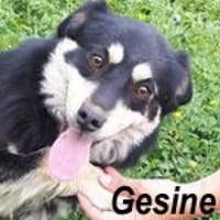 Gesine verlor ihr Heim durch Tod, Hündin zur Adoption