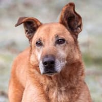 Csibész, Hund zur Adoption