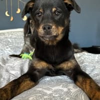 Babsi 💗 wartet in 45147 Essen, Hündin zur Adoption