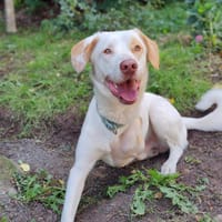 LUKE  unser tapferer Kämpfer sucht DICH, Hund zur Adoption