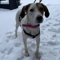 Lola,31636 Linsburg sucht ihre Famile, Hündin zur Adoption