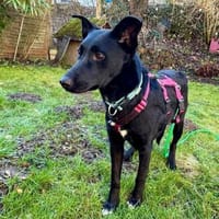 Liebe, junge Mudi Mix Hündin, Hündin zur Adoption