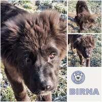 BIRNA -rundum tolles Hundekind-, Hündin zur Adoption