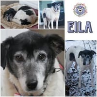EILA  * lieb bescheiden unkompliziert, Hündin zur Adoption