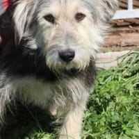 Smorca - kinderlieb u. verspielt, Hündin zur Adoption