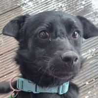 SUZIE wartet auf ihre Menschen, Hündin zur Adoption