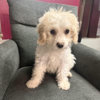 Simba ein Malteser Mix, Hund zur Adoption