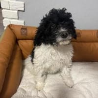 Gizmo ein Wasserhund/ Malteser Mix, Hund zur Adoption