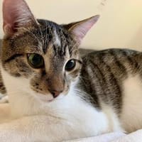 🐱❤Tarzan sucht sein Zuhause🐱❤, Kater zur Adoption