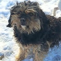 Vagany sein Leben war nicht schön, Hund zur Adoption