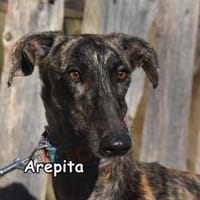 AREPITA, Hündin zur Adoption
