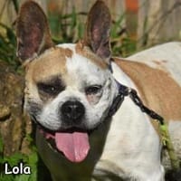 LOLA, Hündin zur Adoption