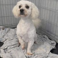 Wunderschöner Lio sucht Familie, Hund zur Adoption