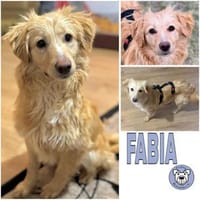 FABIA -rundum tolle Junghündin-, Hündin zur Adoption