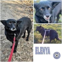 ELENYA -sensibel & feinfühlig-, Hündin zur Adoption