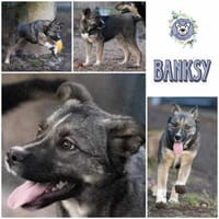 BANKSY * Freude im Teddyfell, Hund zur Adoption